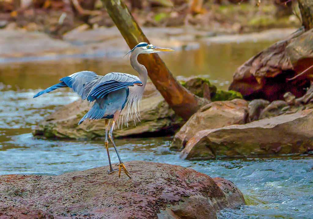Great Blue Heron on the Neuse River-2